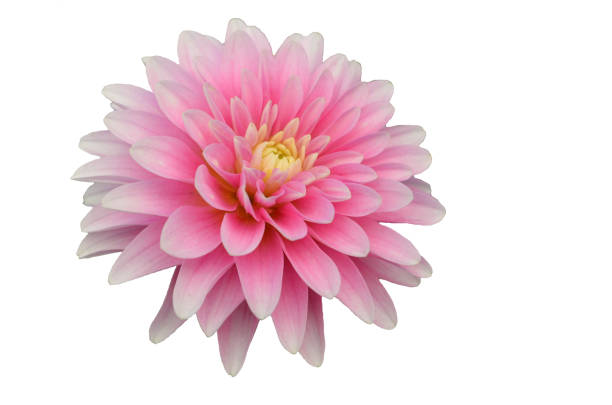 istock garden dahlia in summer 1128651385