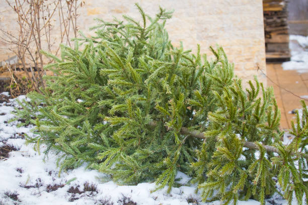 istock Recycle and dispose of Christmas tree 1128651854