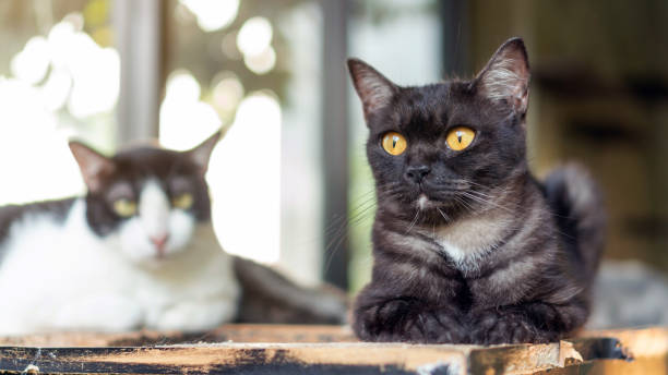istock Dark gray striped cat lying in the room. 1128652023