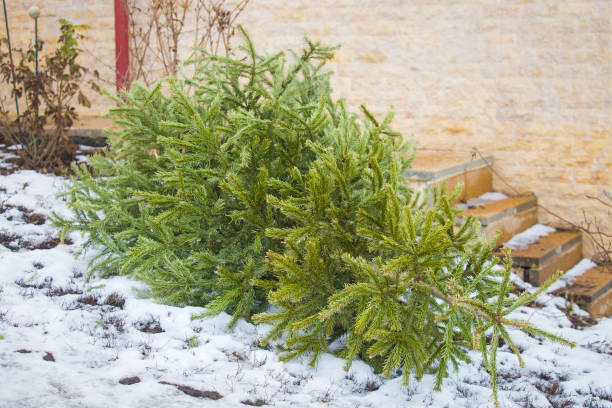 recycle en de afzet van de kerstboom - dry january stockfoto's en -beelden