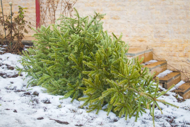 istock Recycle and dispose of Christmas tree 1128652050