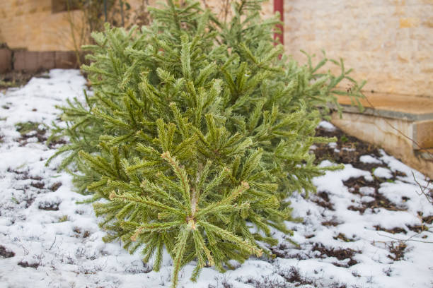 istock Recycle and dispose of Christmas tree 1128652054