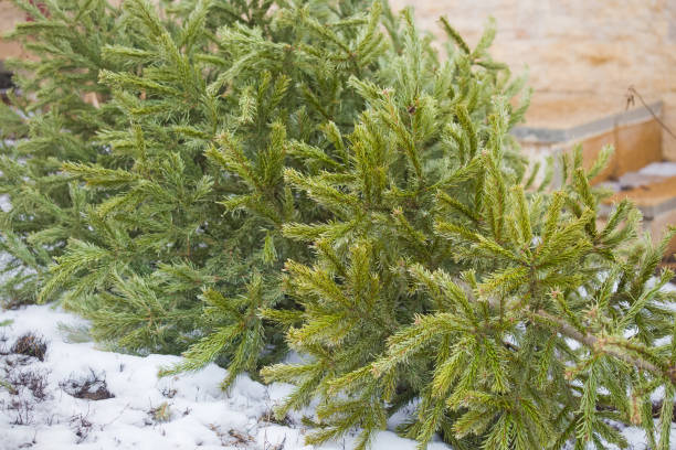 istock Recycle and dispose of Christmas tree 1128652090