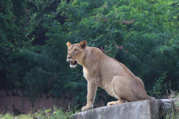 Endangered species of big cats endemic to Gujarat, India
