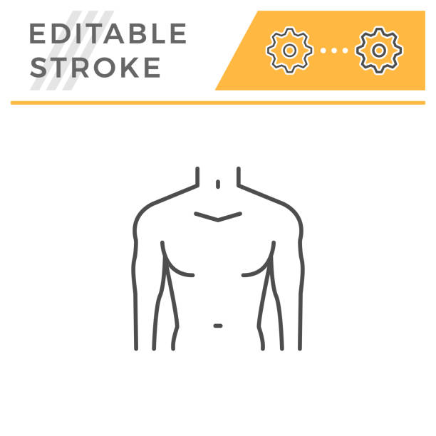 Male torso line icon Male torso line icon isolated on white. Editable stroke. Vector illustration chest torso stock illustrations