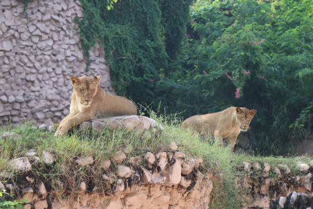 istock Lioness is lying on the grass resting under a tree in forest, close-up lion and lioness sitting on brown ground with amazing view,Female lioness roaring open her mouth and showing her teeth and tongue, furious. 1128654550