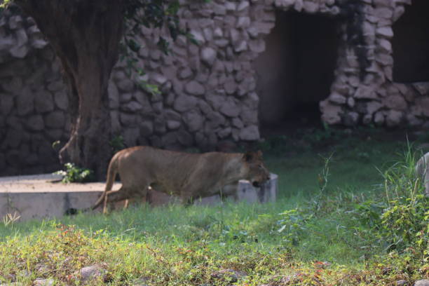 istock Lioness is lying on the grass resting under a tree in forest, close-up lion and lioness sitting on brown ground with amazing view,Female lioness roaring open her mouth and showing her teeth and tongue, furious. 1128654591