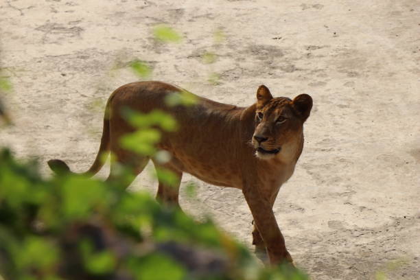 istock Lioness is lying on the grass resting under a tree in forest, close-up lion and lioness sitting on brown ground with amazing view,Female lioness roaring open her mouth and showing her teeth and tongue, furious. 1128654822