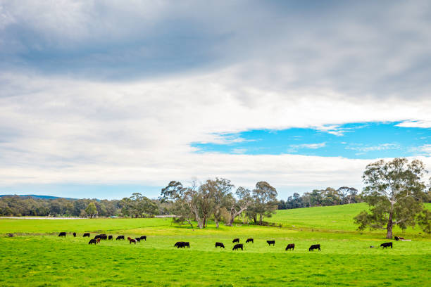 istock Grazing cows on a daily farm in South Australia 1128656256