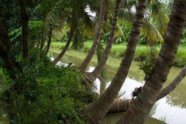 istock Lotus blossom, Klong Mahasawat, Thailand 1128657128