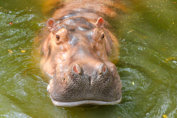 istock Hippo is swimming in water 1128657405