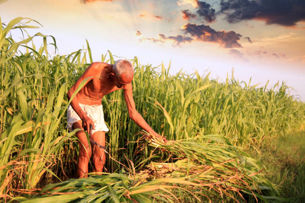 istock Farmer working in the field 1128658539