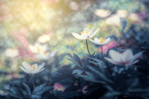 istock Beautiful spring anemone flower bloom close-up in forest on artistic background with a soft focus. Floral nature. Greeting card template. Magical delightful toned image 1128658650