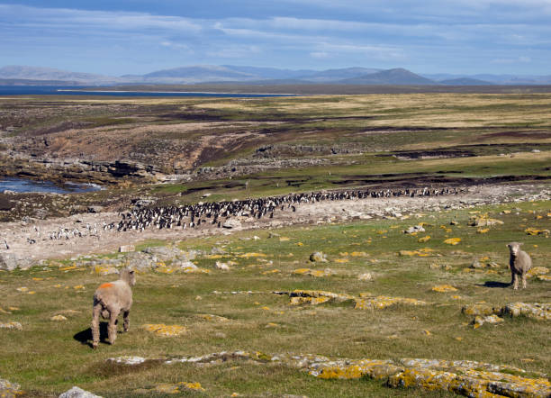 colonia de pingüino de penacho amarillo (eudyptes chrysocome) en la isla del guijarro en las islas malvinas gran malvina - falkland island fotografías e imágenes de stock