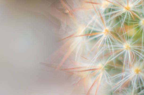 Blurred macro shot of cactus in a foggy background.