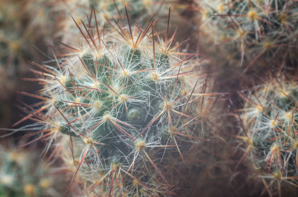 istock Cactus in blurred foggy background. Background image. 1128659053