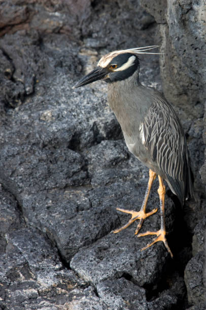 Yellow Crowned Night Heron (Nyctanassa violacea pauper) at James Bay on Santiago Island in the Galapagos Islands, Ecuador Yellow Crowned Night Heron (Nyctanassa violacea pauper) at James Bay on Santiago Island in the Galapagos Islands, Ecuador. lava heron bird galapagos islands ecuador stock pictures, royalty-free photos & images