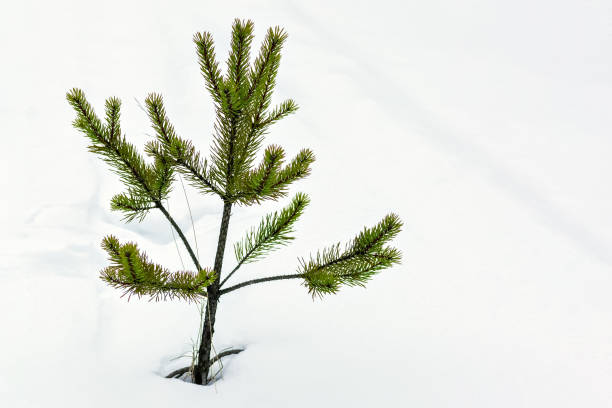 istock Young pine on a background of snow. 1128660236