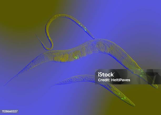 Generations Stock Photo - Download Image Now - Caenorhabditis Elegans, Roundworm, Biological Cell