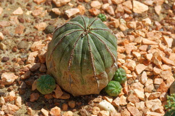 Obese Euphorbia Euphorbia obesa is a subtropical succulent species of Euphorbia genus. euphorbia obesa stock pictures, royalty-free photos & images