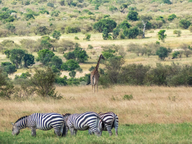 istock Three zebras graze in the savannah on a sunny day with a giraffe in the background 1128661571