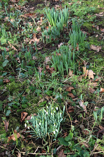 Naturalised snowdrops and other bulbs amongst leaf litter
