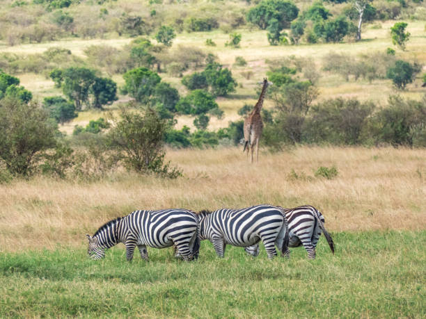 istock Three zebras graze in the savannah on a sunny day with a giraffe in the background 1128663202