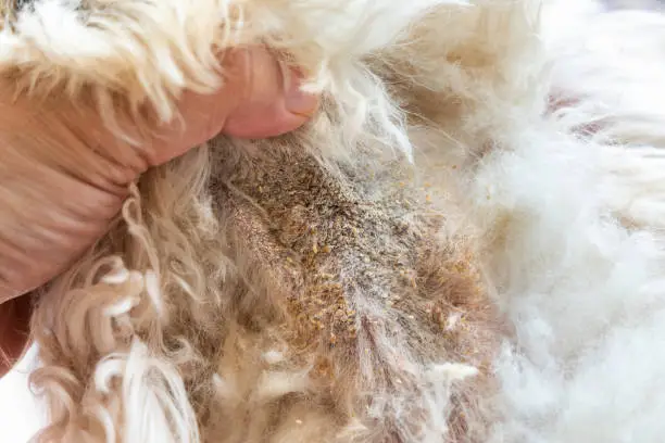 Photo of Vet examining dog body skin with bad yeast fungal infection