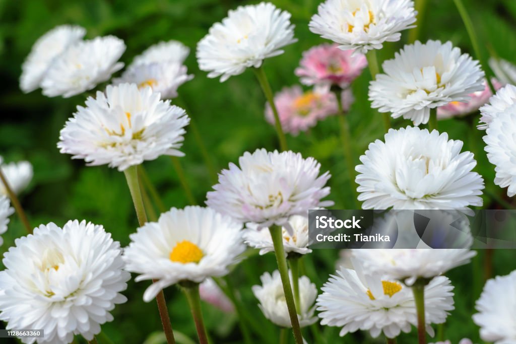 Many small light daisies on green leaves background, floral spring background soft focus blur Backgrounds Stock Photo