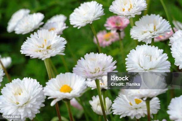 Many Small Light Daisies On Green Leaves Background Floral Spring Background Soft Focus Blur Stock Photo - Download Image Now