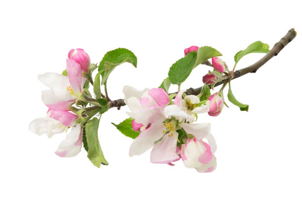 fleurs de pommier, branche avec des fleurs isolées sur gros plan fond blanc - orchard apple orchard apple apple tree photos et images de collection