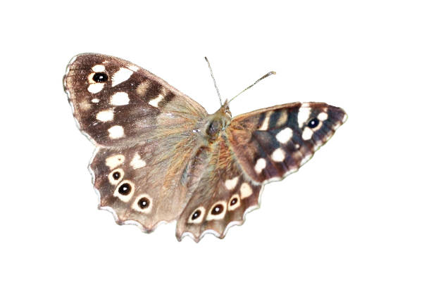 motyl z nakrapianego drewna - wystawa ogrodnicza zdjęcia i obrazy z banku zdjęć