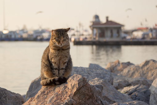 A stray cat resting on a rock by a pier in Istanbul