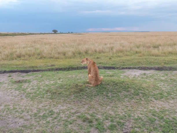 istock A lioness looking around looking for prey at sunset in the savannah 1128665099