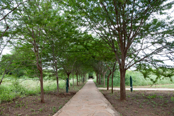 istock Pathway between the trees with a lot of green plants 1128665670