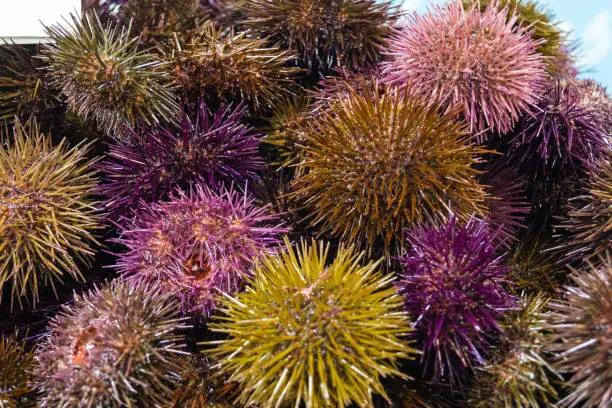 Sea urchins at a weekly market in Spain