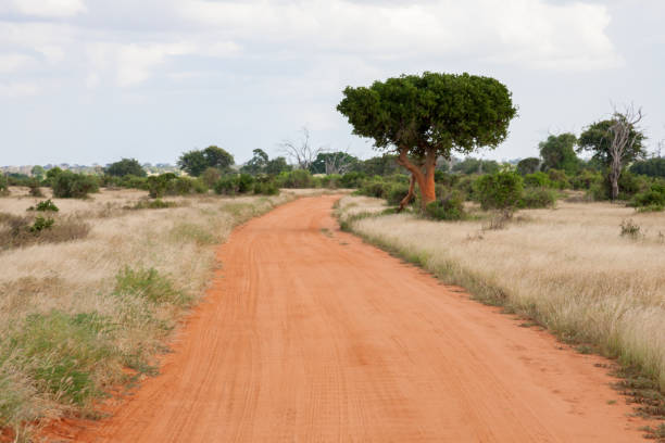 istock A way througth the savannah with a lot of plants 1128665974