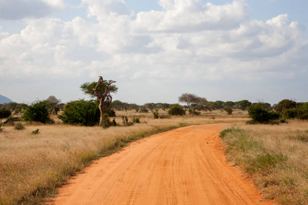 istock A way througth the savannah with a lot of plants 1128666053
