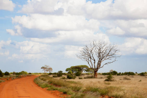 istock A way througth the savannah with a lot of plants 1128666091