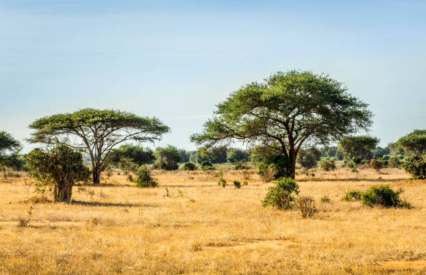istock Savannah plains landscape in Kenya 1128666822