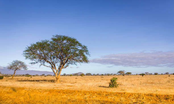 istock Savannah plains landscape in Kenya 1128667267