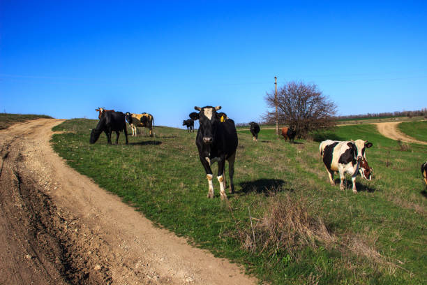 Cows in the pasture. Agriculture.