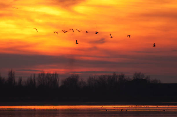 istock Birds and sunset in the lake 1128670078