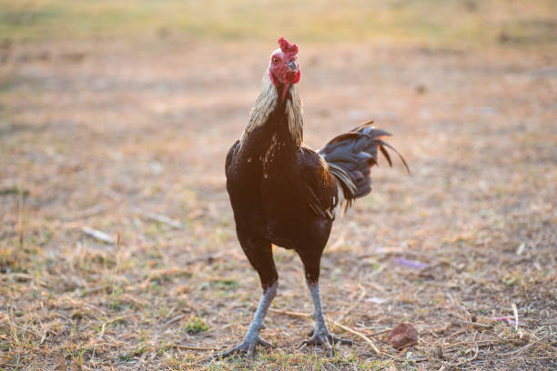 istock Gamecocks Thailand beautiful walk in the meadow 1128670998