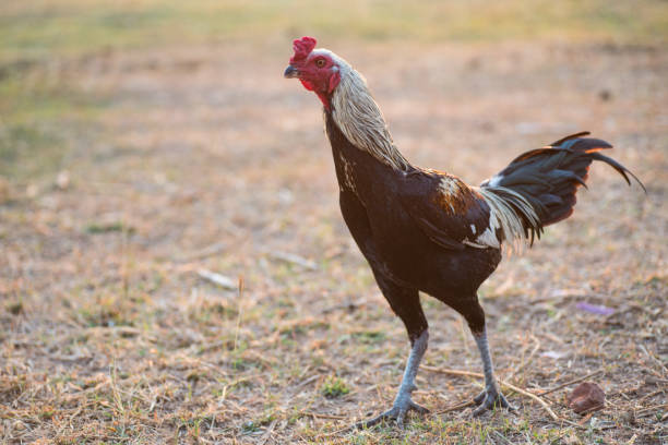 istock Gamecocks Thailand beautiful walk in the meadow 1128670999