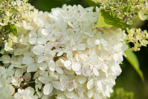 a branch of a white hydrangea close-up