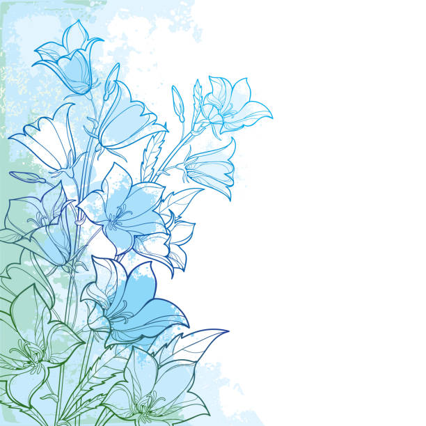 Vector corner bouquet with outline Campanula or Bellflower or Bluebell flower, leaf and bud in pastel blue on the textured background. Vector corner bouquet with outline Campanula or Bellflower or Bluebell flower, leaf and bud in pastel blue on the textured background. Ornate plant in contour style for spring design. campanula nobody green the natural world stock illustrations