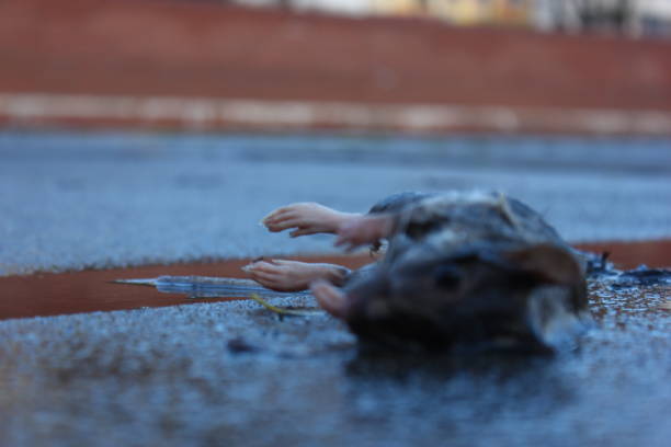 익사 쥐 - dead animal mouse dead body death 뉴스 사진 이미지