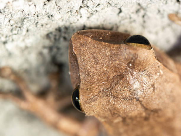 istock Golden Tree Frog on The Cement Wall 1128673664