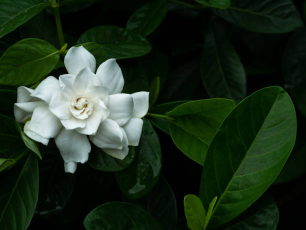 istock Big White Gardenia Flower Blooming 1128673925